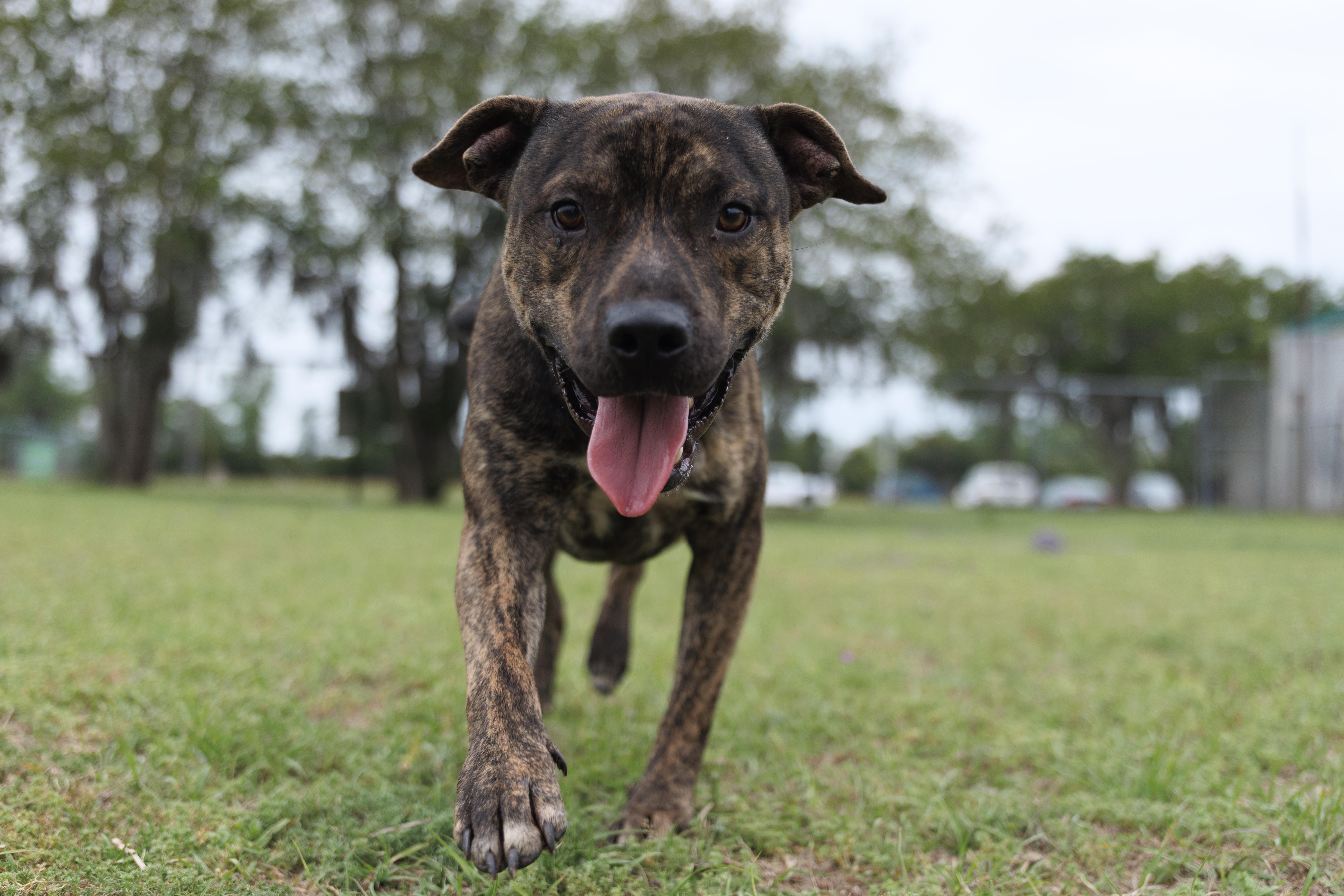 Enlarge Banks, a ADOPTABLE mixed breed in Valdosta, GA image 2/3