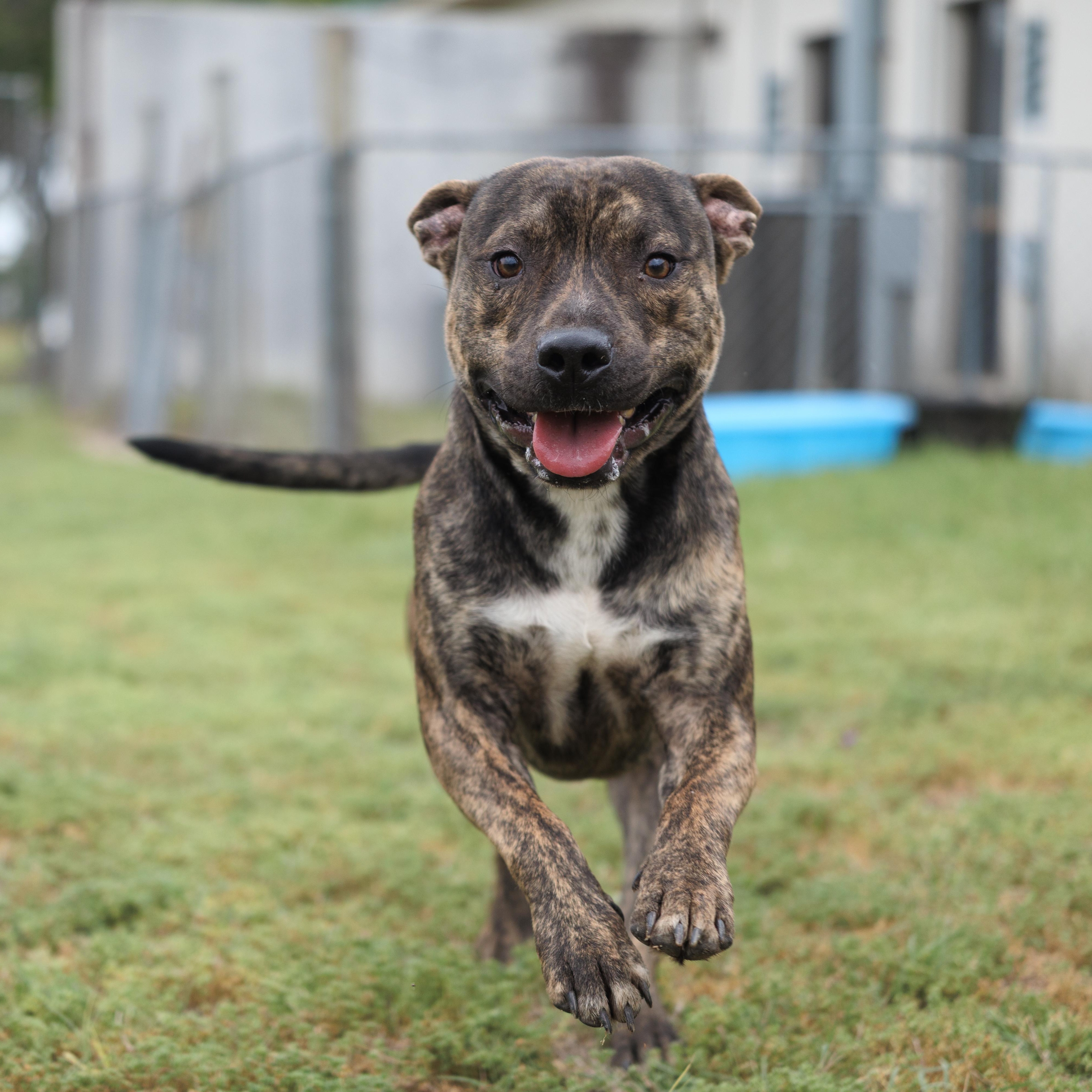 Enlarge Banks, a ADOPTABLE mixed breed in Valdosta, GA image 1/3