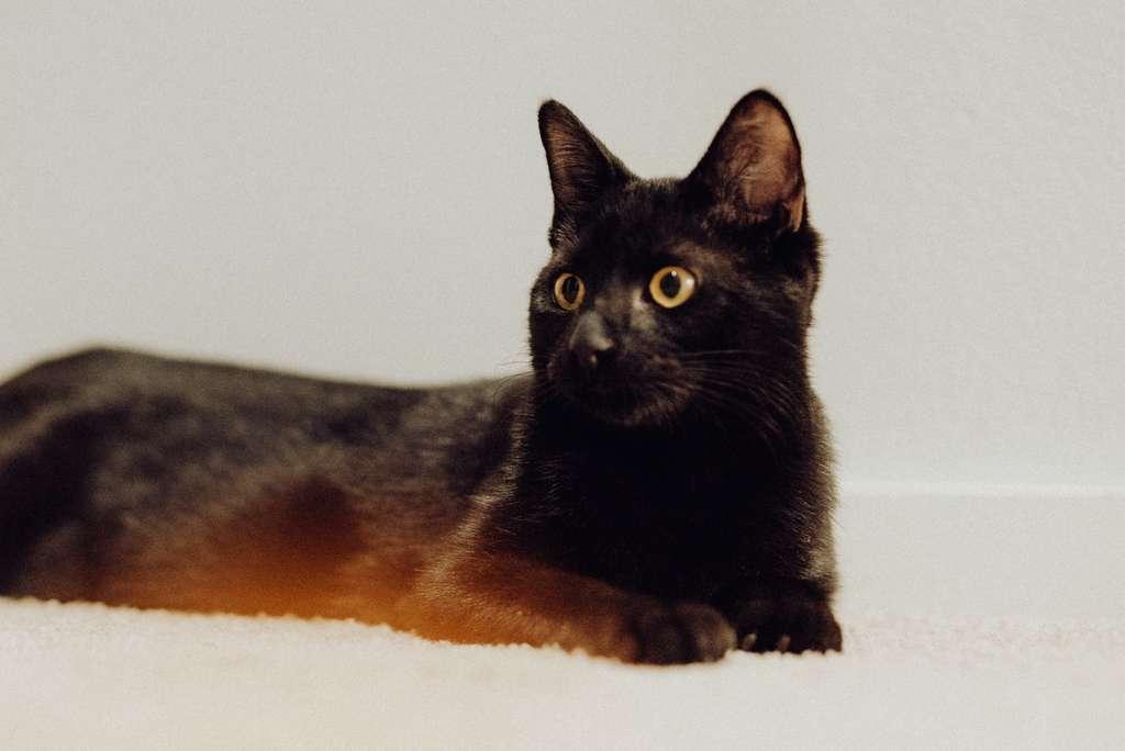 Enlarge Cheese, an adopted American Shorthair in Seattle, WA image 3/6