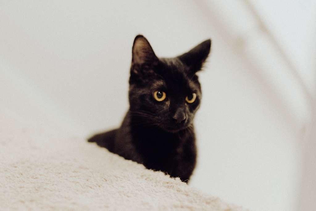 Enlarge Cheese, an adopted American Shorthair in Seattle, WA image 4/6