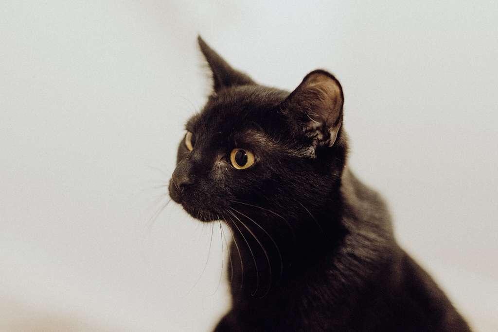 Enlarge Cheese, an adopted American Shorthair in Seattle, WA image 5/6