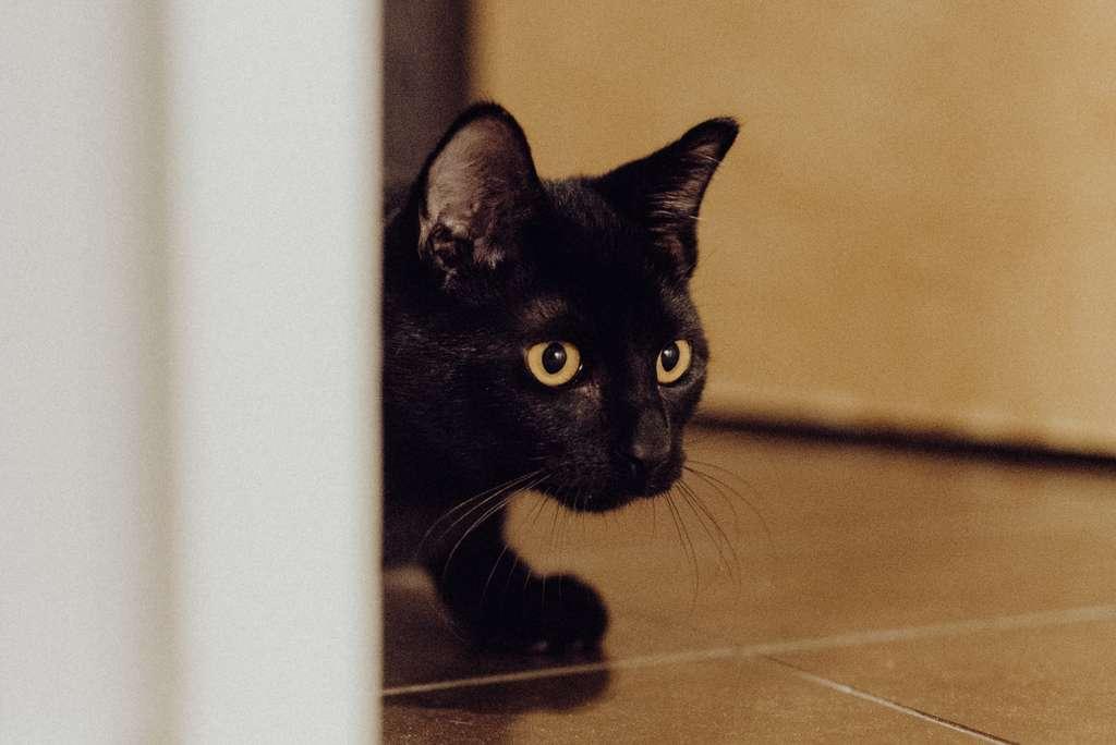 Enlarge Cheese, an adopted American Shorthair in Seattle, WA image 6/6