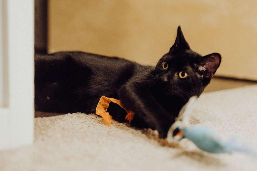 Enlarge Cheese, an adopted American Shorthair in Seattle, WA image 1/6