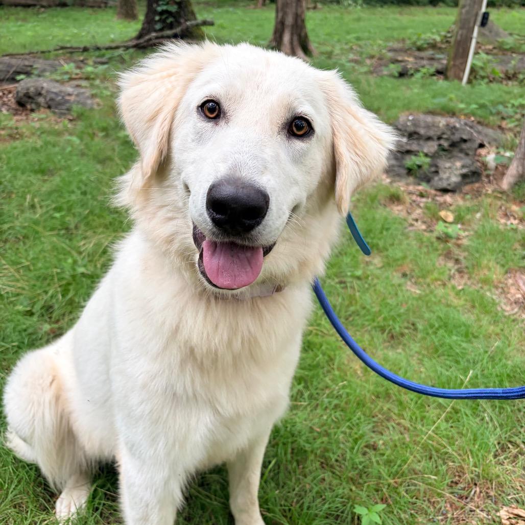 Lilly, Adoptable, Adult Female Great Pyrenees & Labrador Retriever.
