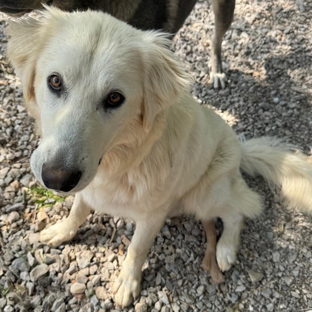 Lilly, a Adoptable mixed breed in Pineville, MO image 1/2