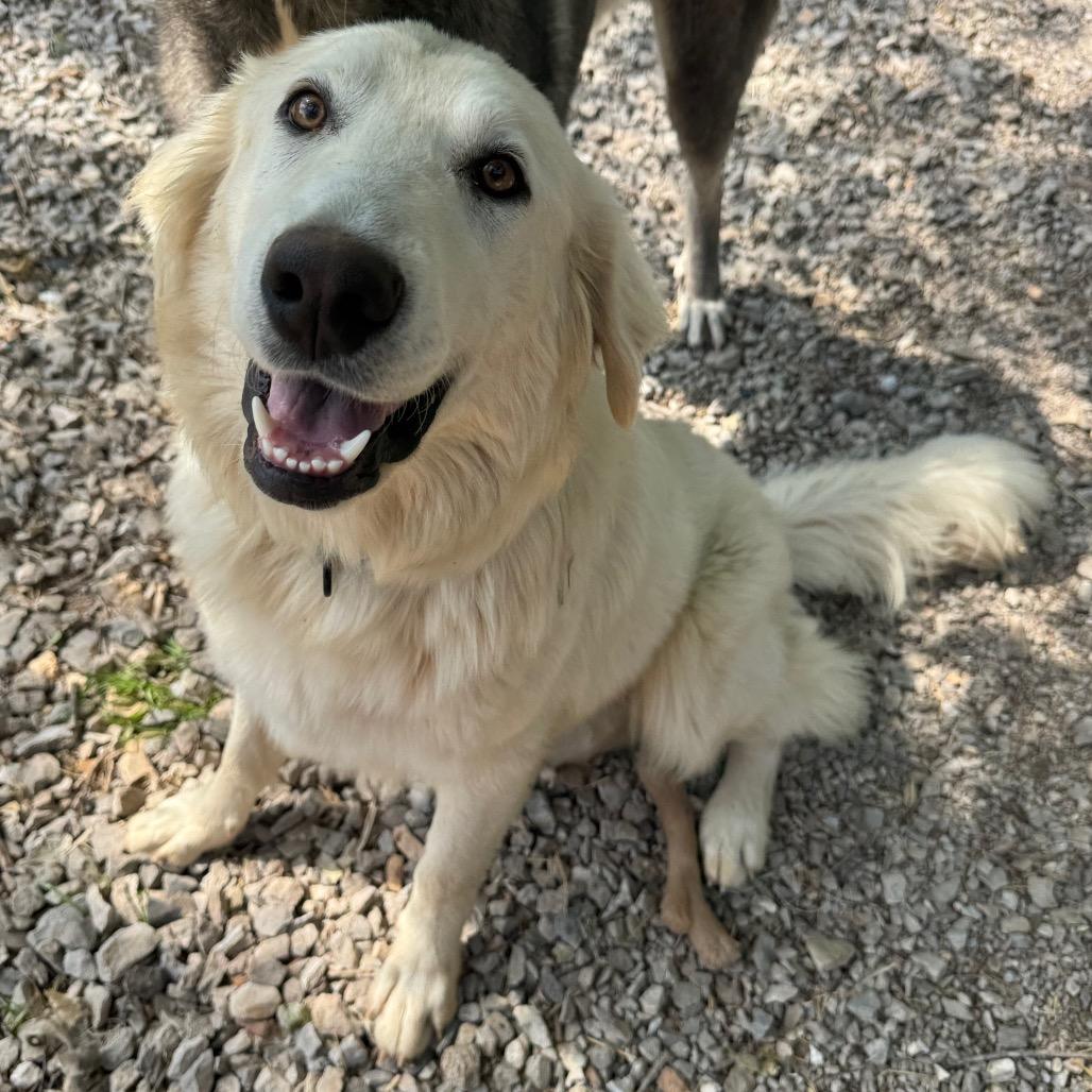Lilly, a Adoptable mixed breed in Pineville, MO image 2/2