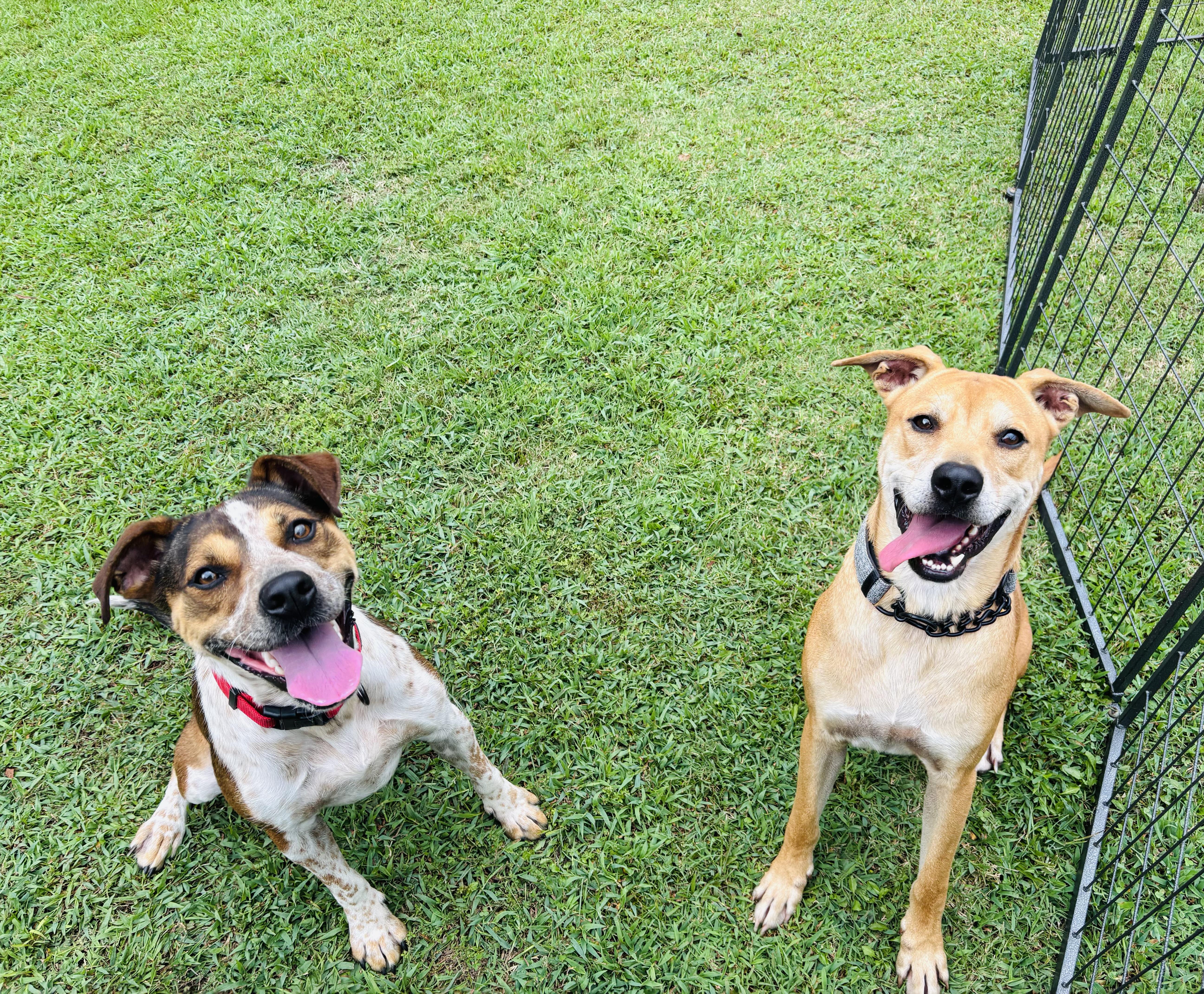 Enlarge Harry, a Adoptable mixed breed in Rogers, AR image 1/3