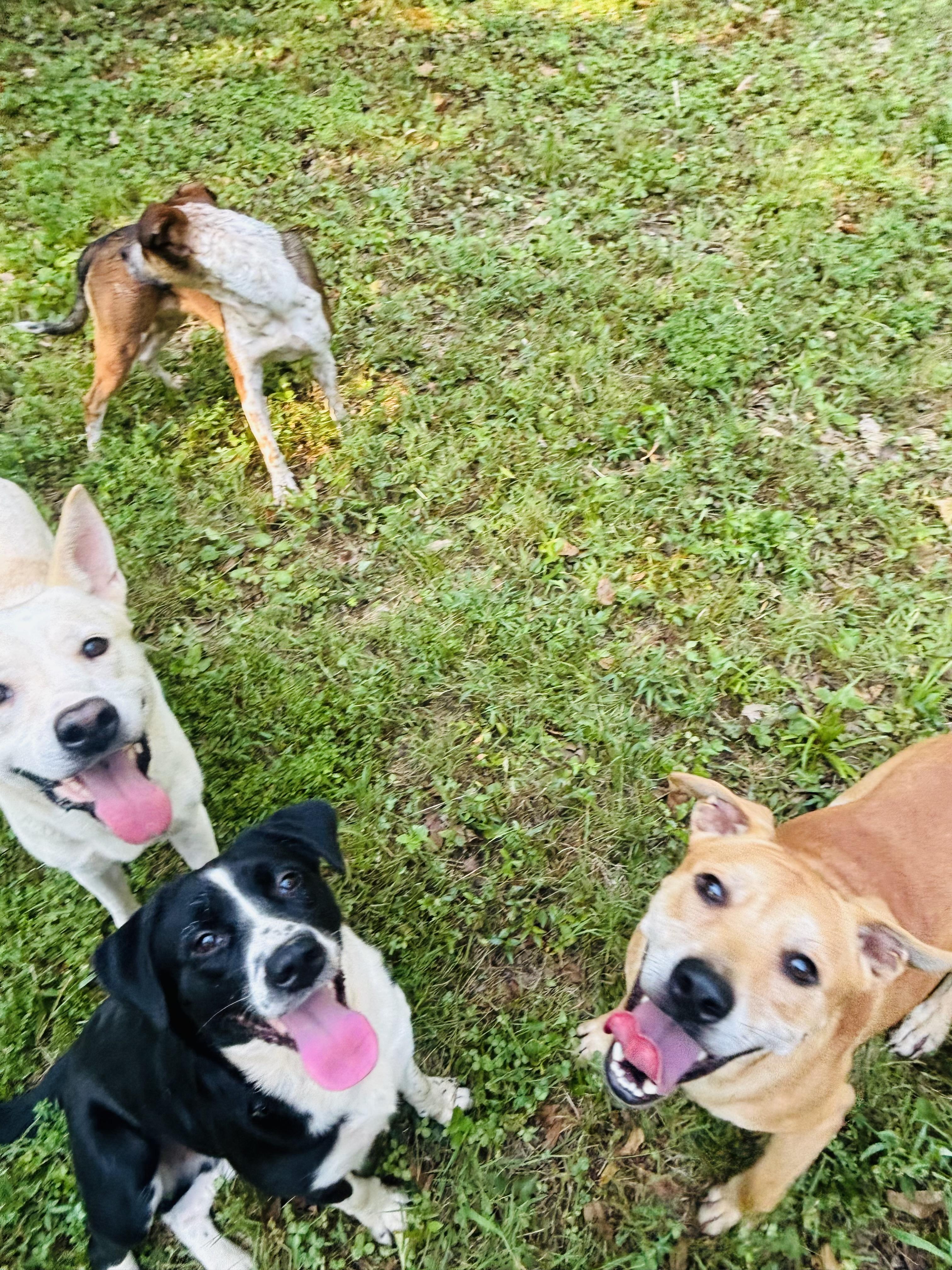 Enlarge Harry, a Adoptable mixed breed in Rogers, AR image 2/3