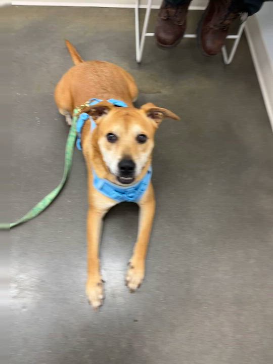 Enlarge Harry, a Adoptable mixed breed in Rogers, AR video 1/4