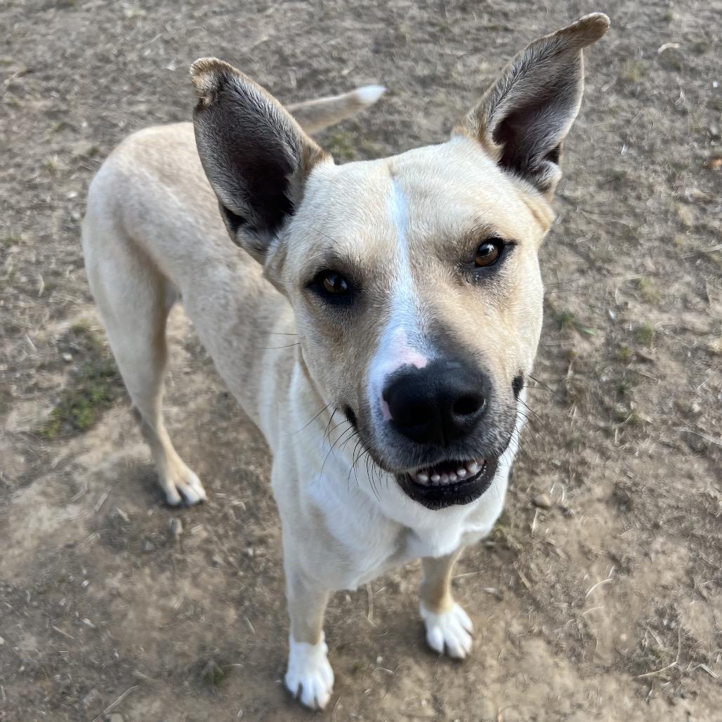Squeaky Shrimp, a Adoptable Pit Bull Terrier in Ojai, CA image 2/6