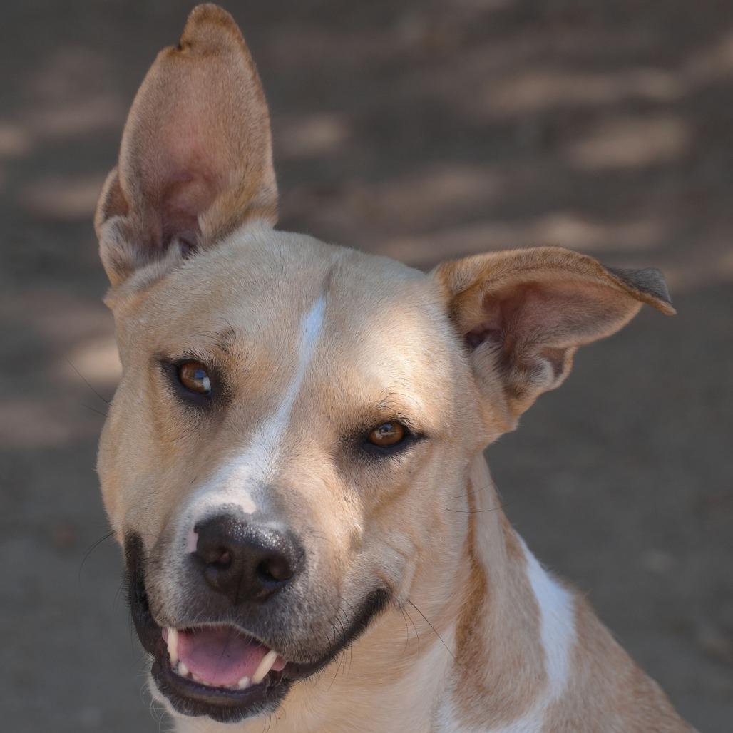 Squeaky Shrimp, a Adoptable Pit Bull Terrier in Ojai, CA image 3/6