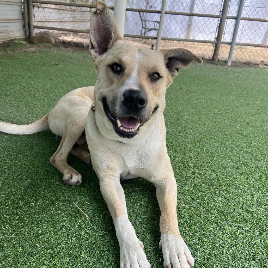 Squeaky Shrimp, a Adoptable Pit Bull Terrier in Ojai, CA image 4/6