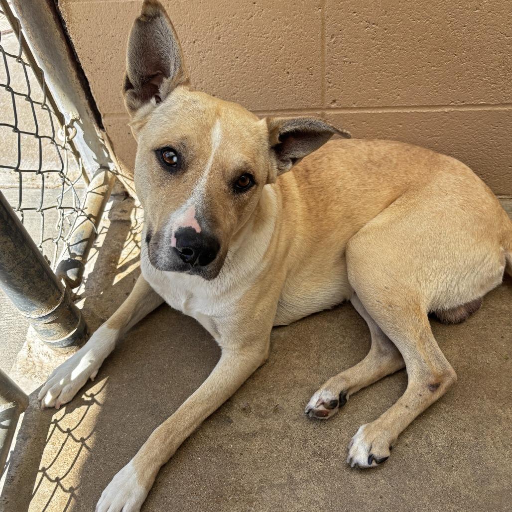 Squeaky Shrimp, a Adoptable Pit Bull Terrier in Ojai, CA image 5/6