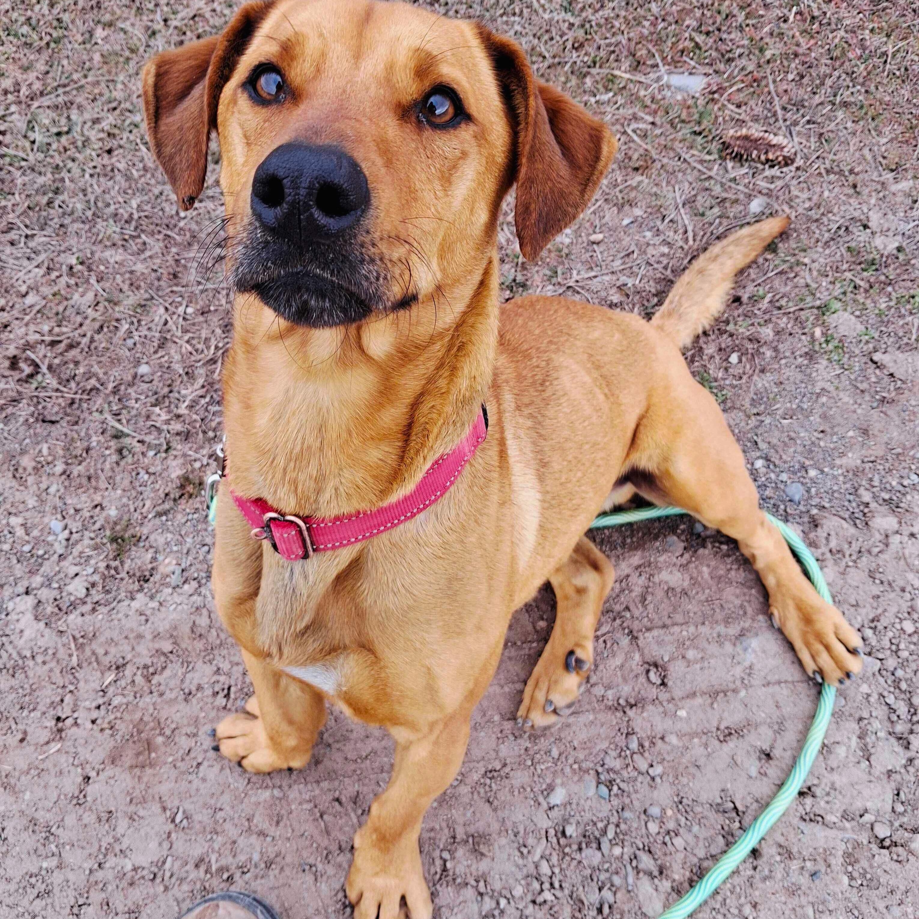 Enlarge Olio, a Adoptable mixed breed in Ridgway, CO image 1/6