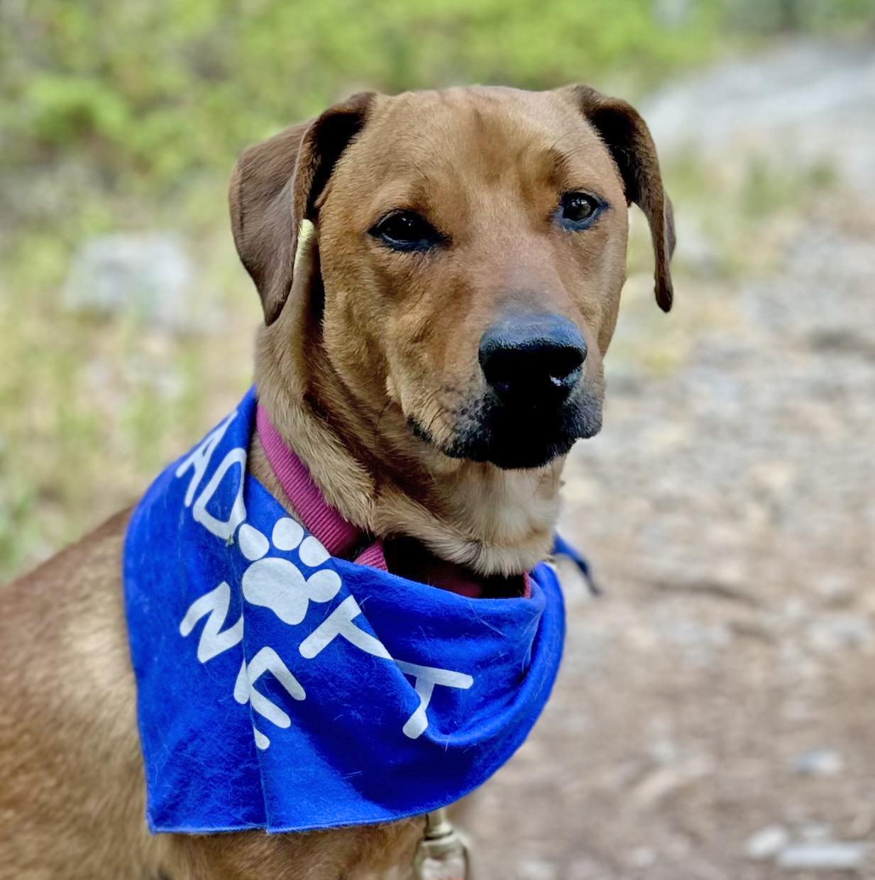 Olio, an adoptable Dachshund, Corgi in Ridgway, CO, 81432 | Photo Image 4