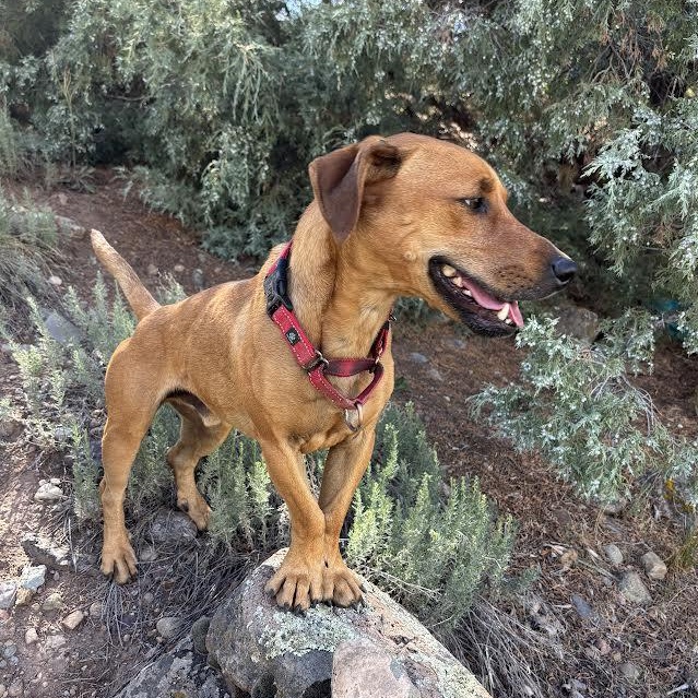 Olio, Adoptable, Adult Male Dachshund & Corgi.