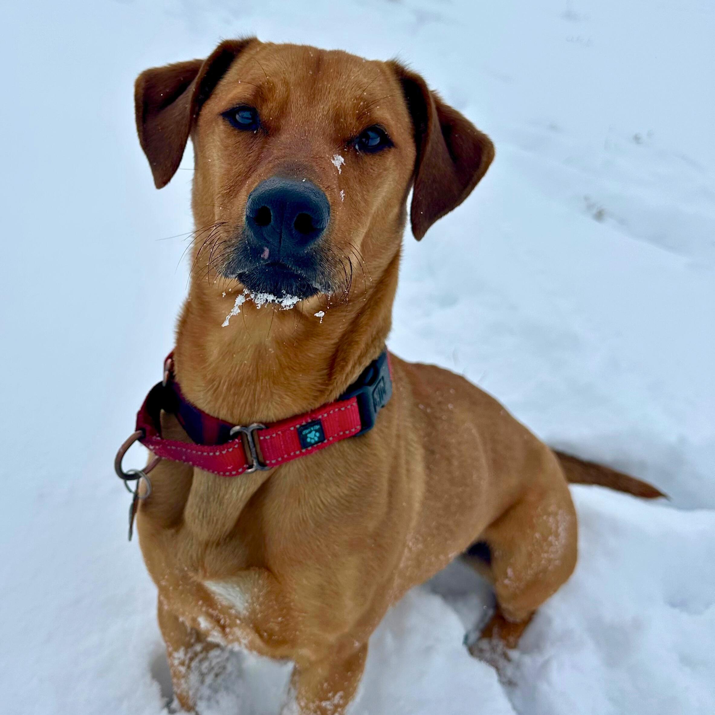 Enlarge Olio, a Adoptable mixed breed in Ridgway, CO image 1/5