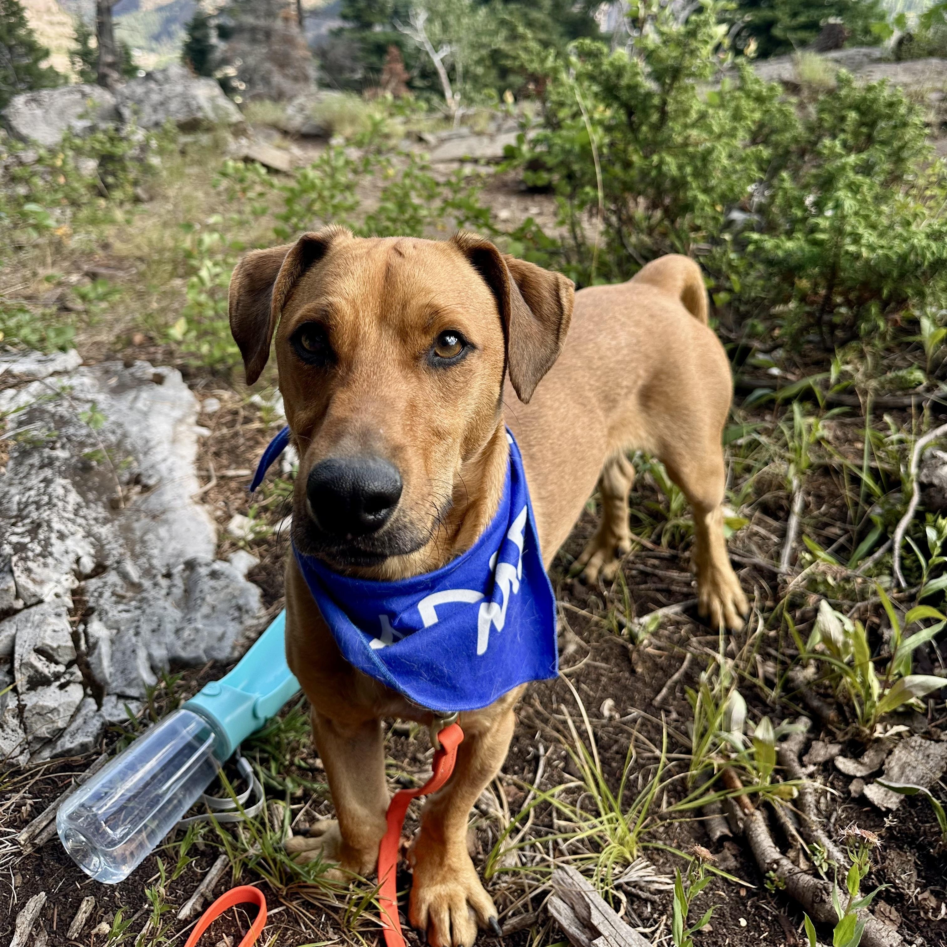 Olio, a Adoptable mixed breed in Ridgway, CO image 2/5