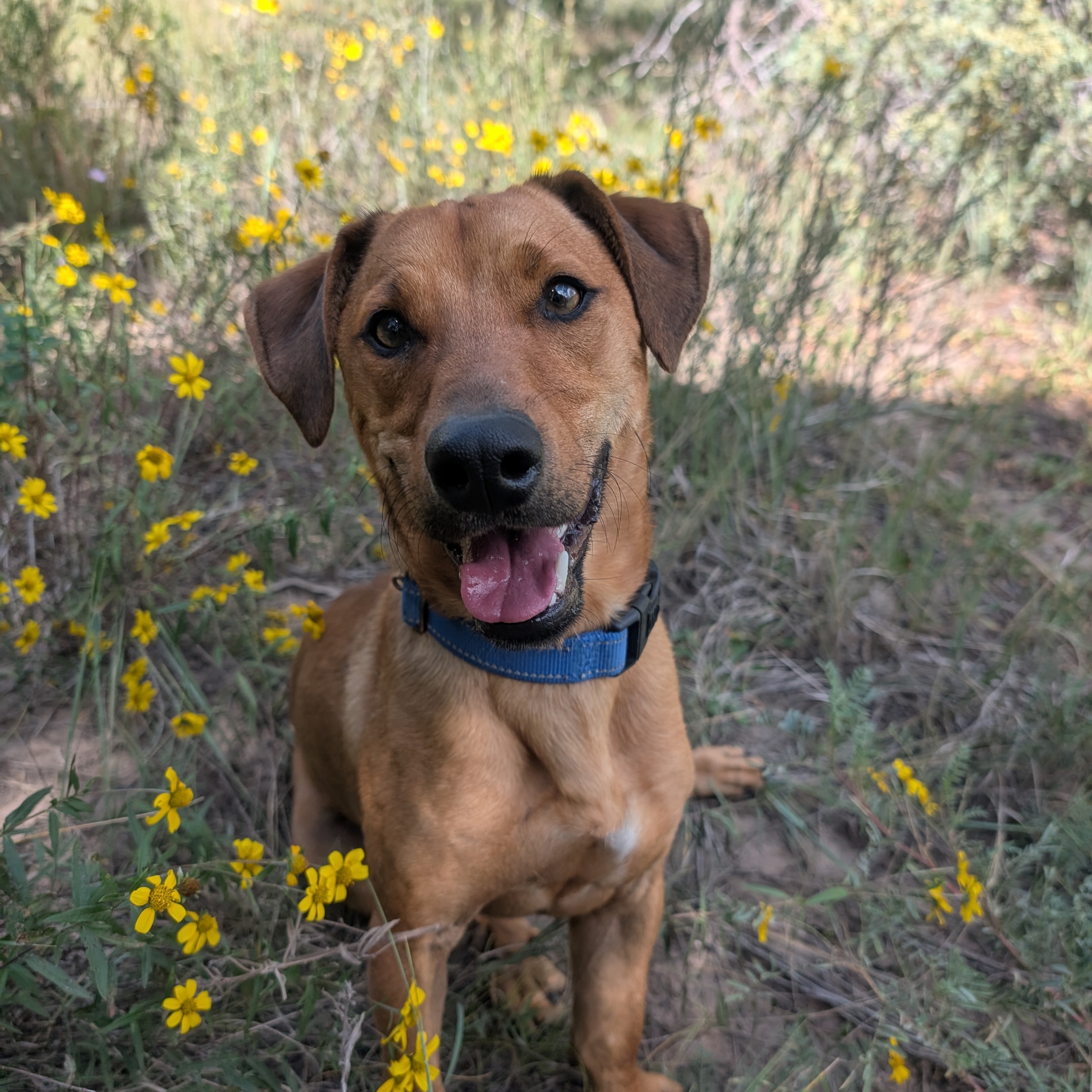 Olio, a Adoptable mixed breed in Ridgway, CO image 3/5
