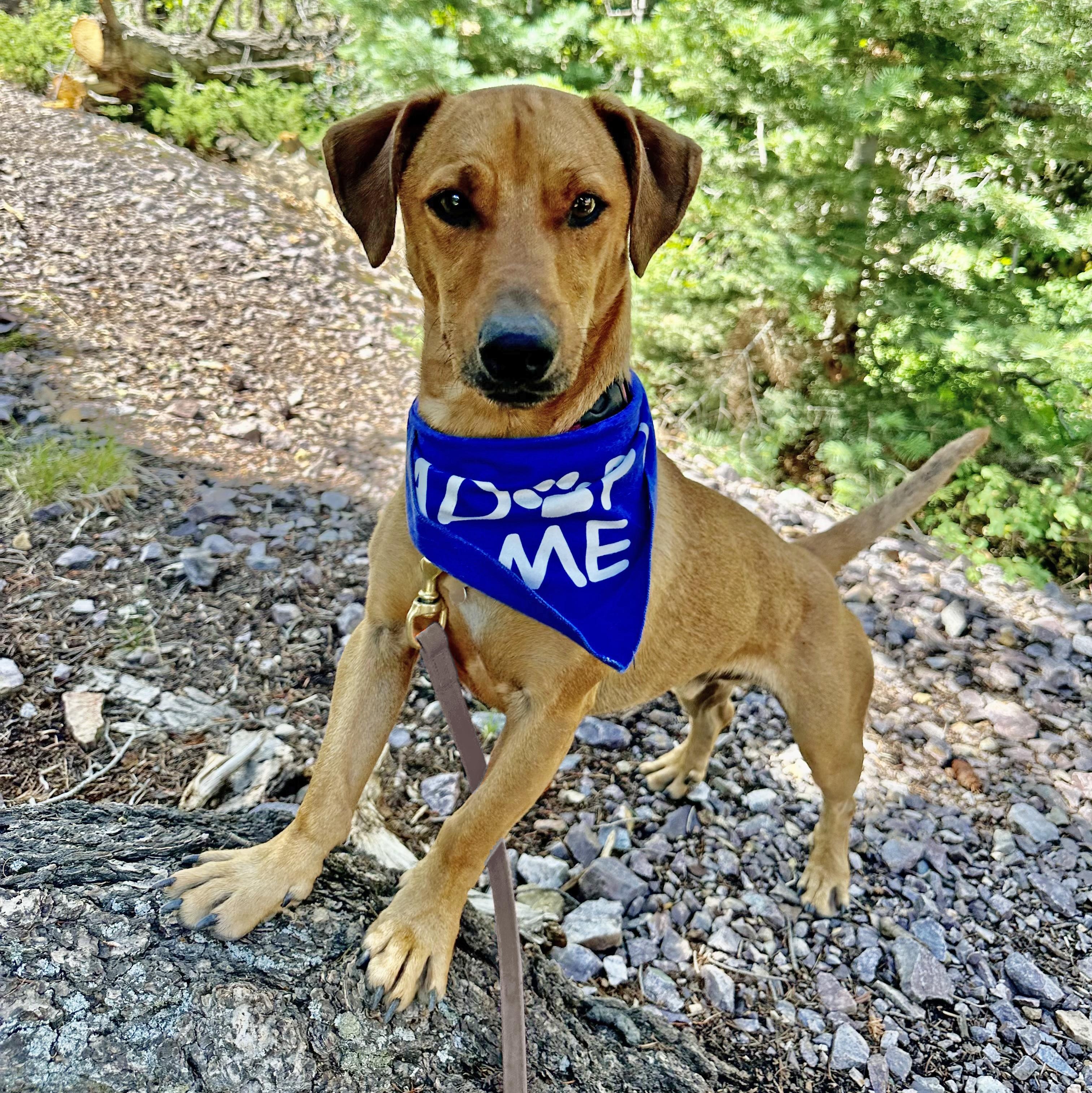 Olio, an adoptable Dachshund, Corgi in Ridgway, CO, 81432 | Photo Image 3