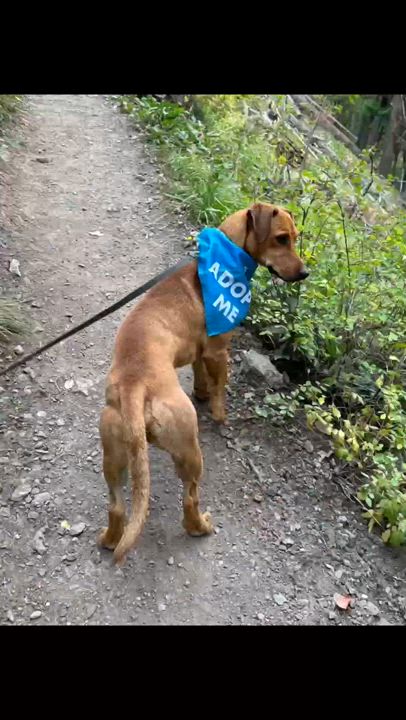 Enlarge Olio, a Adoptable mixed breed in Ridgway, CO video 4/5