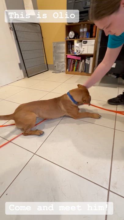 Enlarge Olio, a Adoptable mixed breed in Ridgway, CO video 5/5