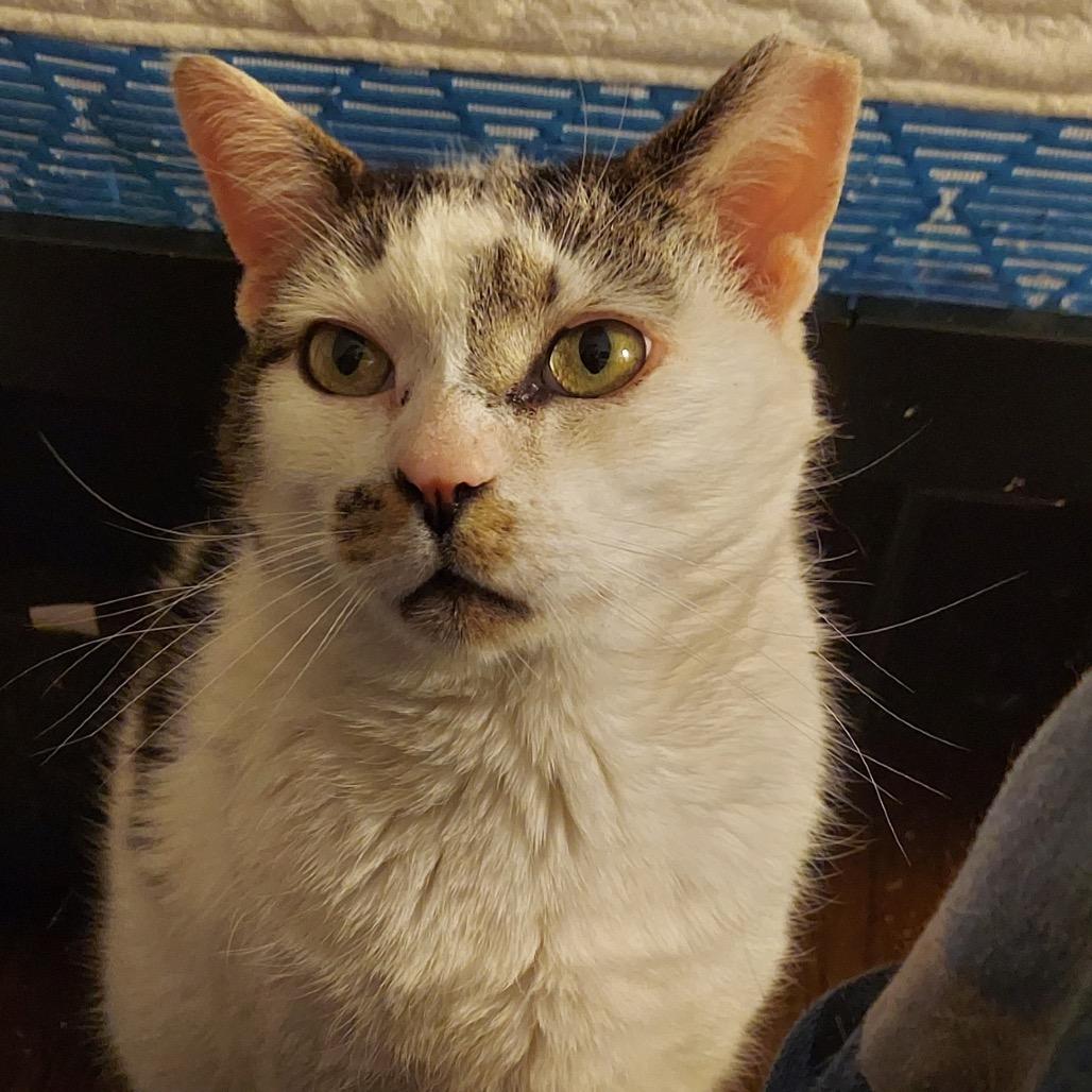 Goose, a Adoptable Domestic Short Hair in Mount Laurel, NJ image 1/4