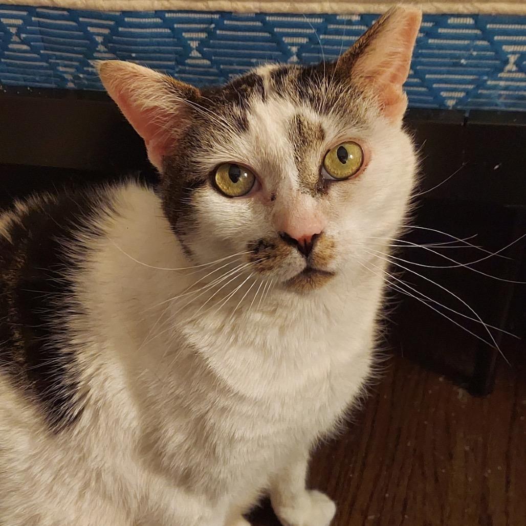 Goose, a Adoptable Domestic Short Hair in Mount Laurel, NJ image 2/4