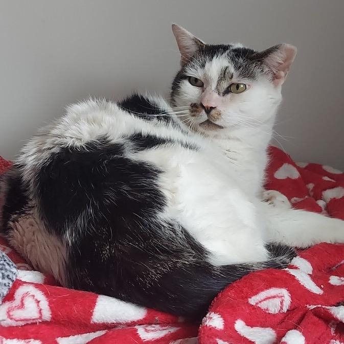 Goose, a Adoptable Domestic Short Hair in Mount Laurel, NJ image 3/4