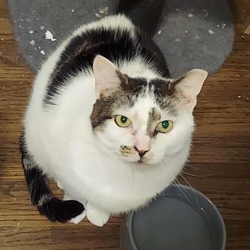 Goose, a Adoptable Domestic Short Hair in Mount Laurel, NJ image 4/4