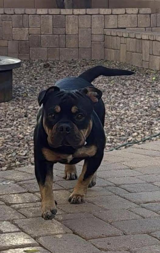 Prince, adopted, Adult Male French Bulldog.