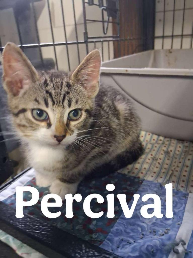 Enlarge Percival, a Adoptable Domestic Short Hair in Hillsboro, OH image 1/1