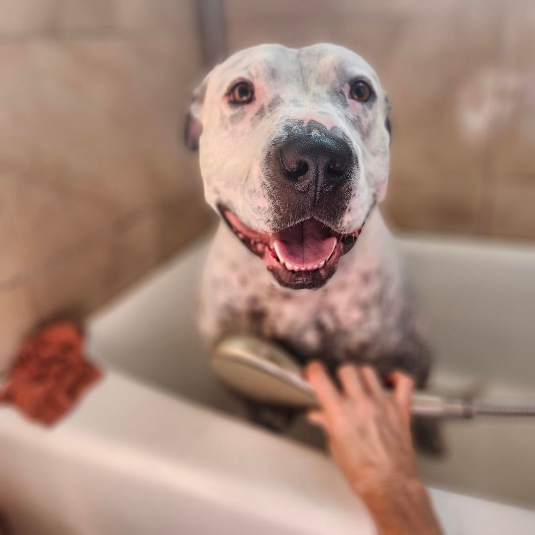 Carl, Adopted, Adult Male Pit Bull Terrier.