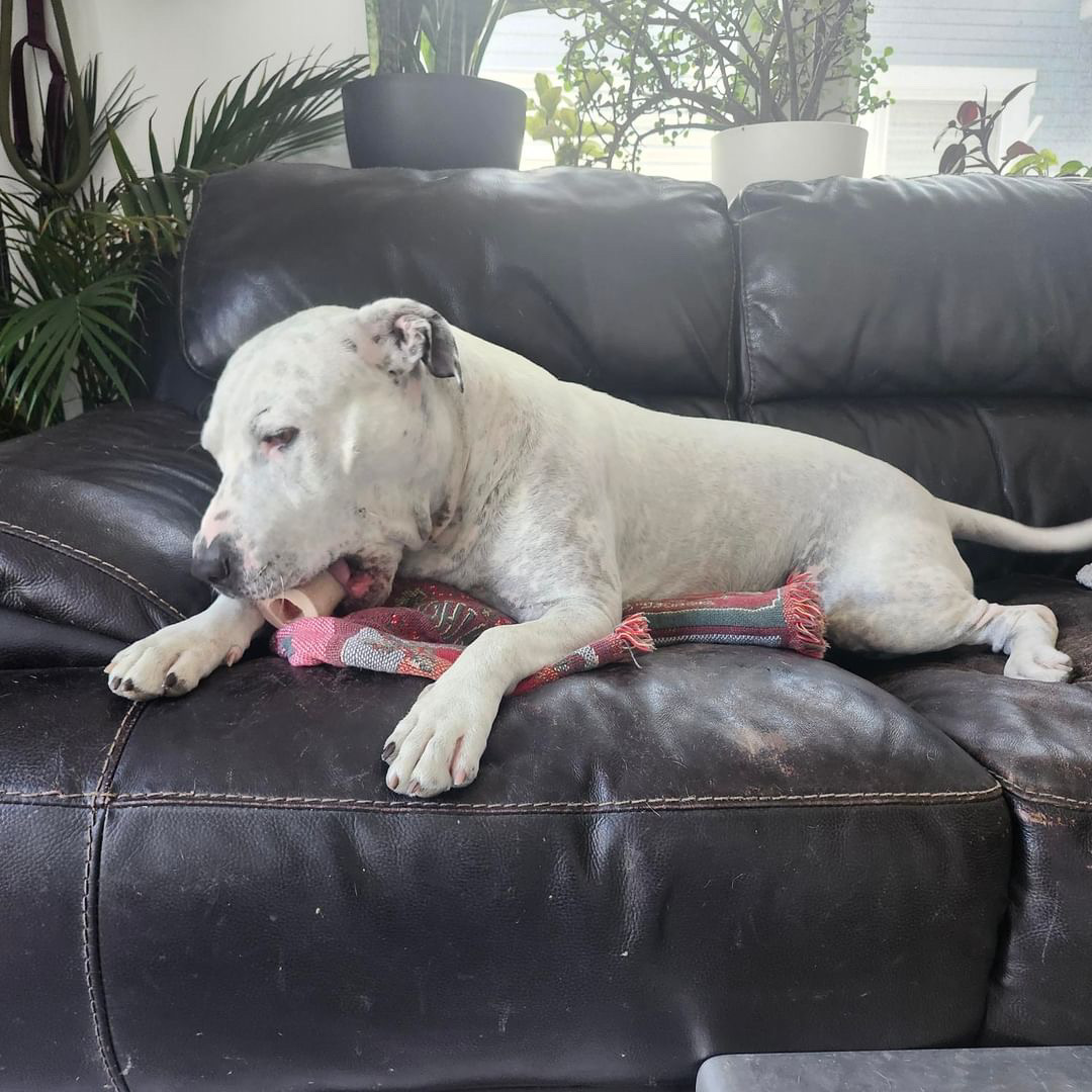 Enlarge Carl, a Adopted Pit Bull Terrier image 2/5