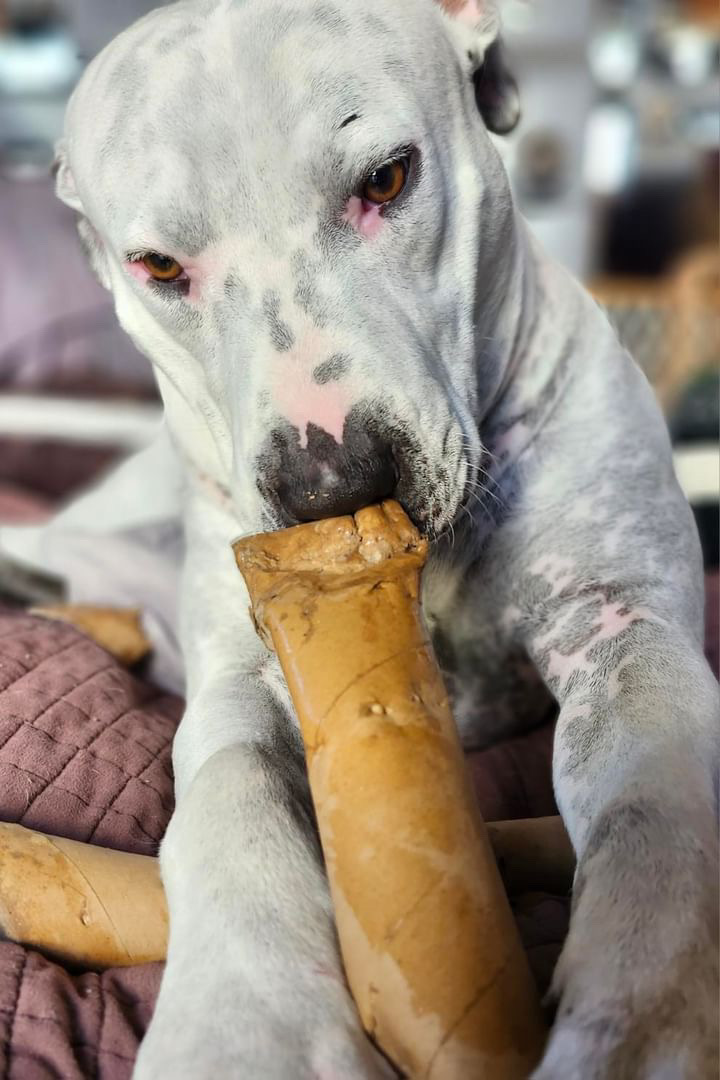 Enlarge Carl, a Adopted Pit Bull Terrier image 3/5