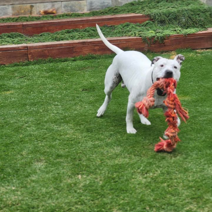 Enlarge Carl, a Adopted Pit Bull Terrier image 4/5