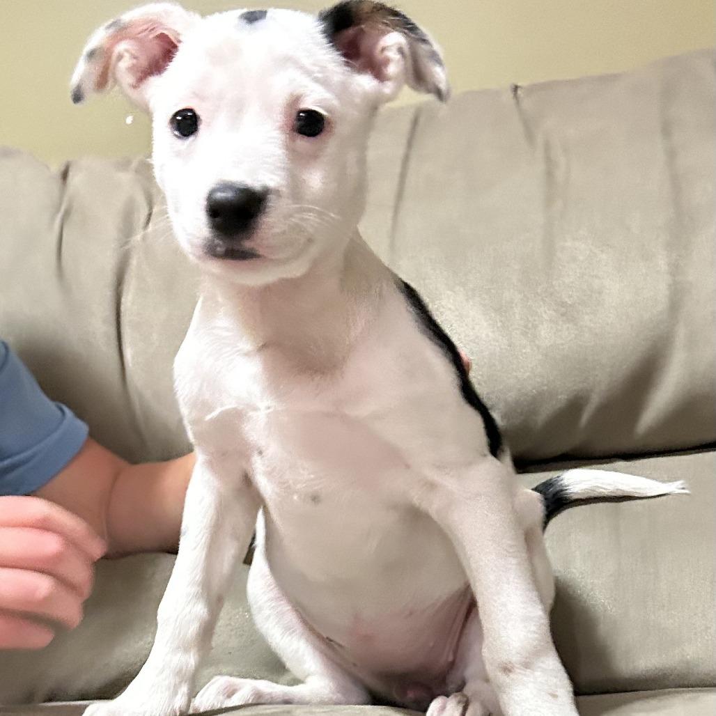 Naz, Adoptable, Puppy Female Australian Cattle Dog / Blue Heeler & Pit Bull Terrier.