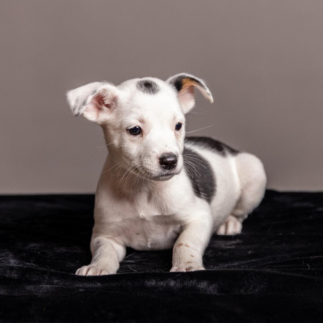 Enlarge Naz, a Adoptable mixed breed in Crystal, MN image 2/4