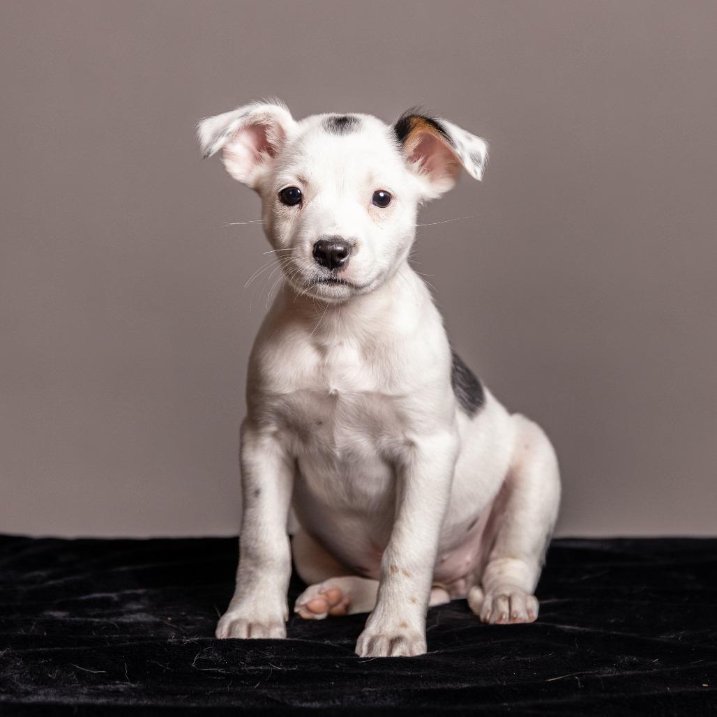 Enlarge Naz, a Adoptable mixed breed in Crystal, MN image 3/4