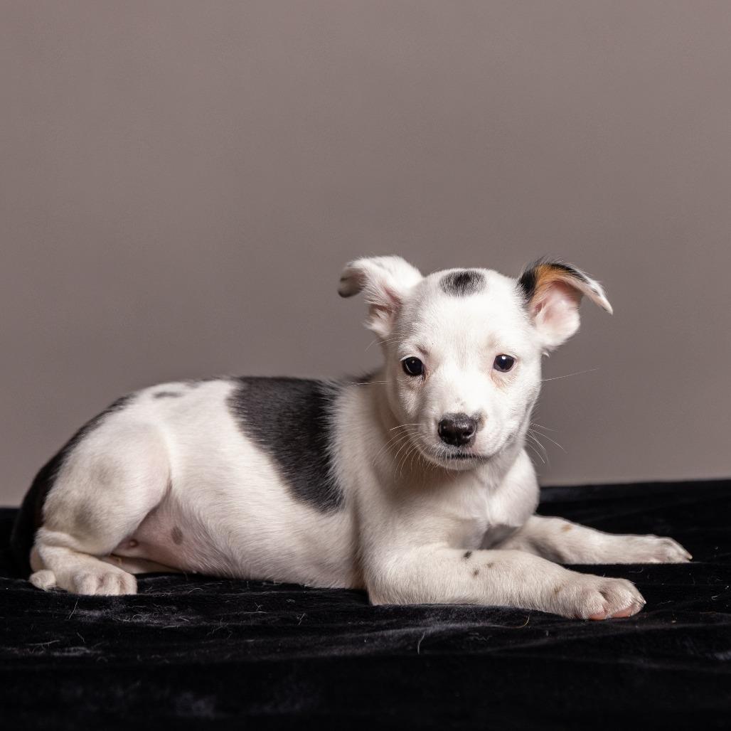 Enlarge Naz, a Adoptable mixed breed in Crystal, MN image 4/4