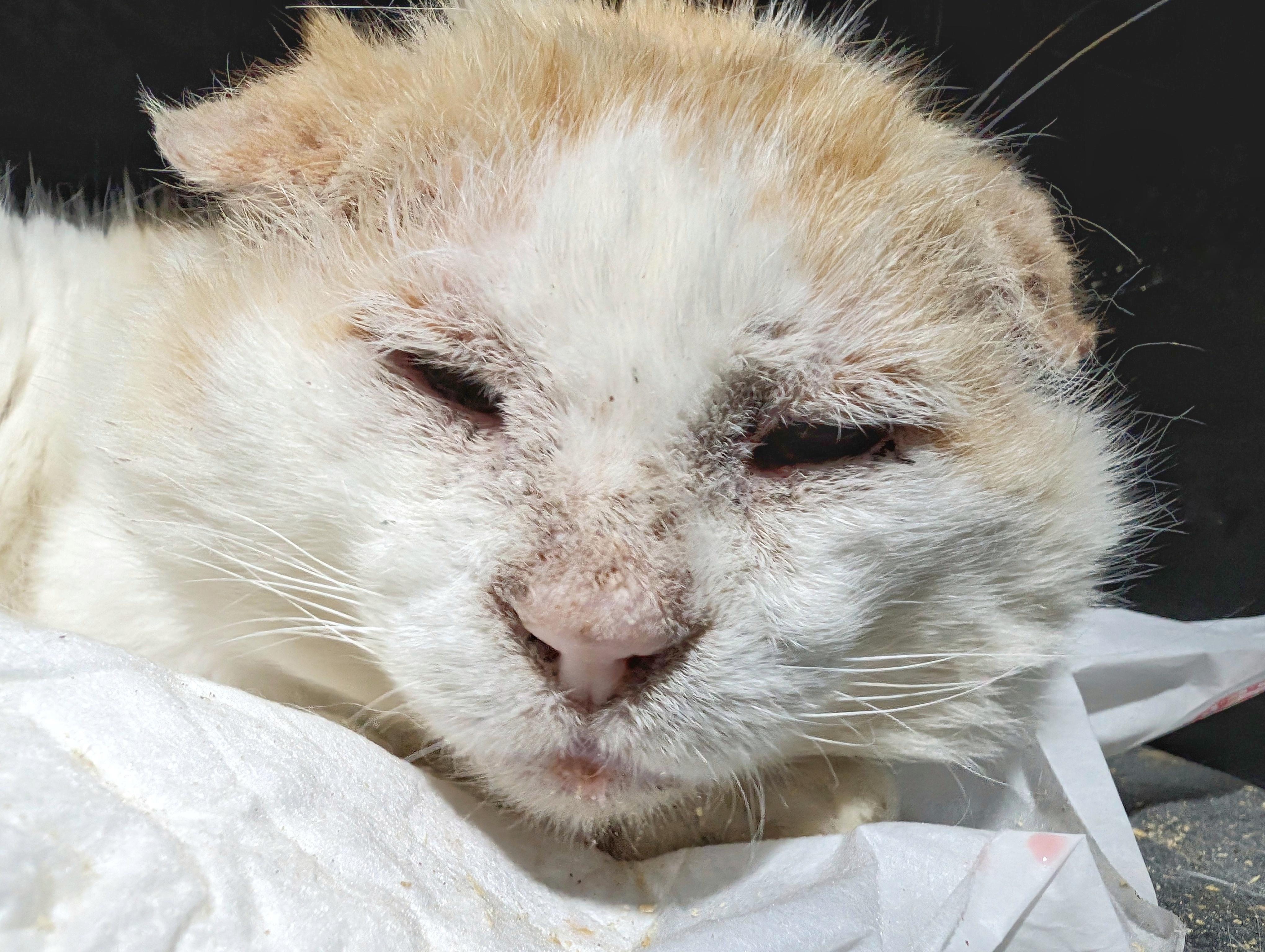 Enlarge Church / Jasper, a Adopted Domestic Short Hair in Cleburne, TX image 2/3