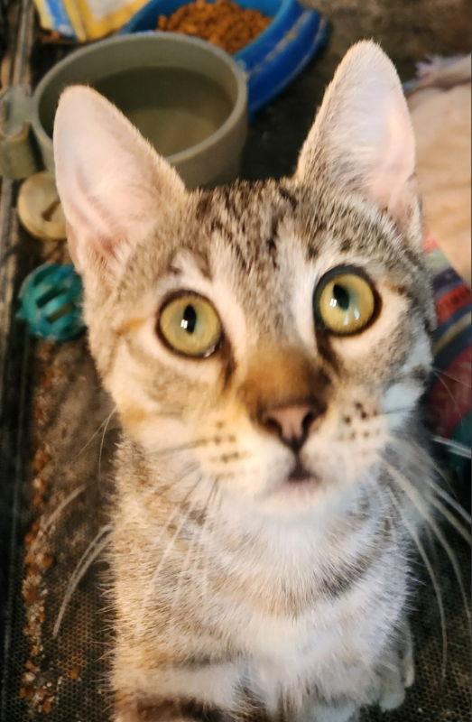 Exalta, a Adoptable mixed breed in Pineville, LA image 1/3