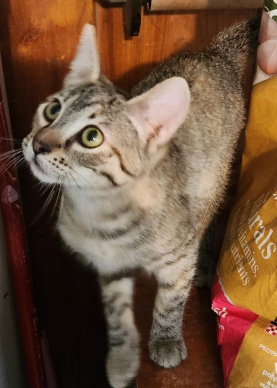 Exalta, a Adoptable mixed breed in Pineville, LA image 2/3