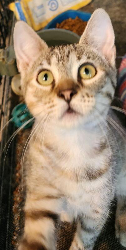 Exalta, a Adoptable mixed breed in Pineville, LA image 3/3