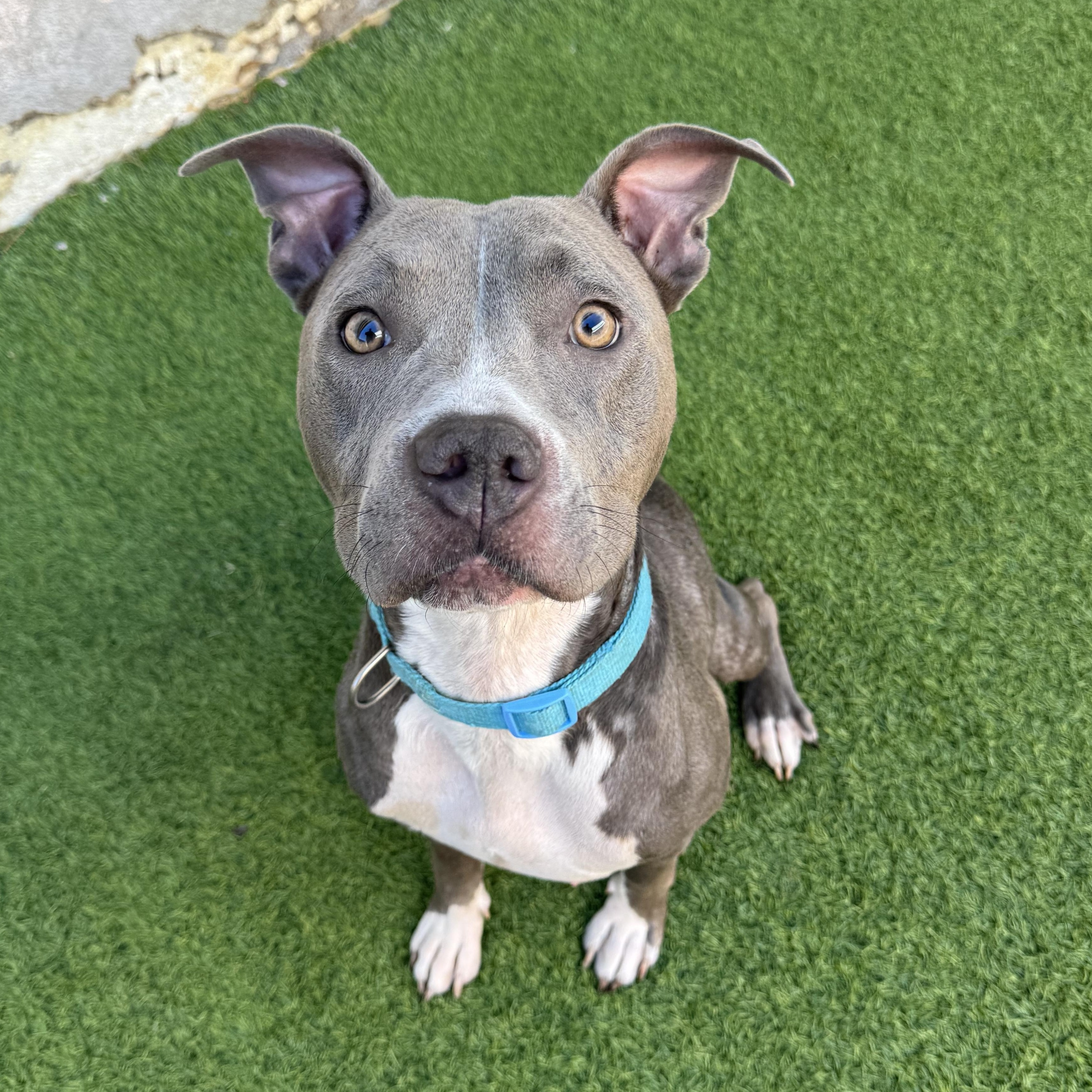Enlarge Remi, a Adopted Mixed Breed in Henderson, NV image 3/3