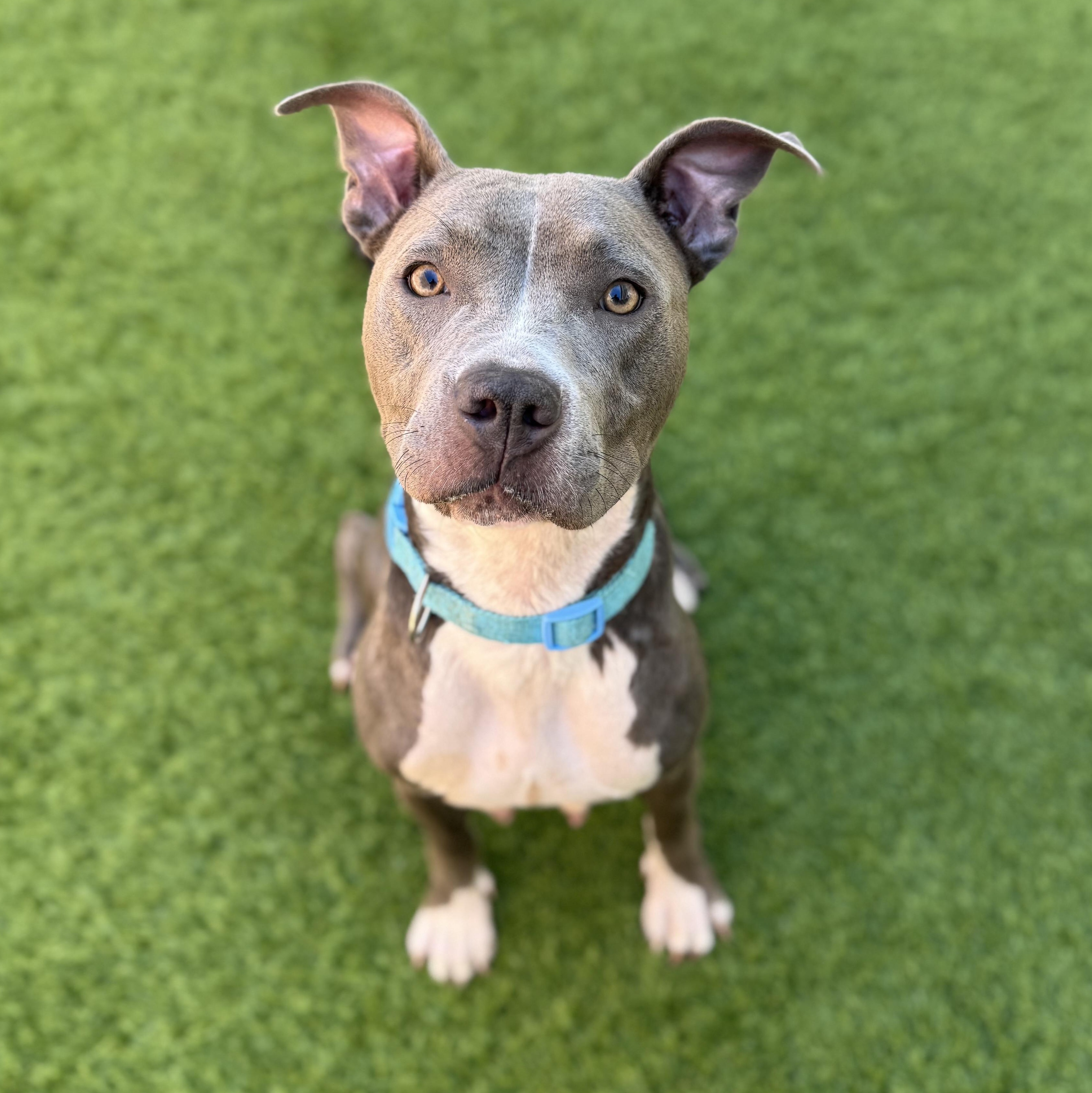 Remi, Adopted, Puppy Female Mixed Breed.