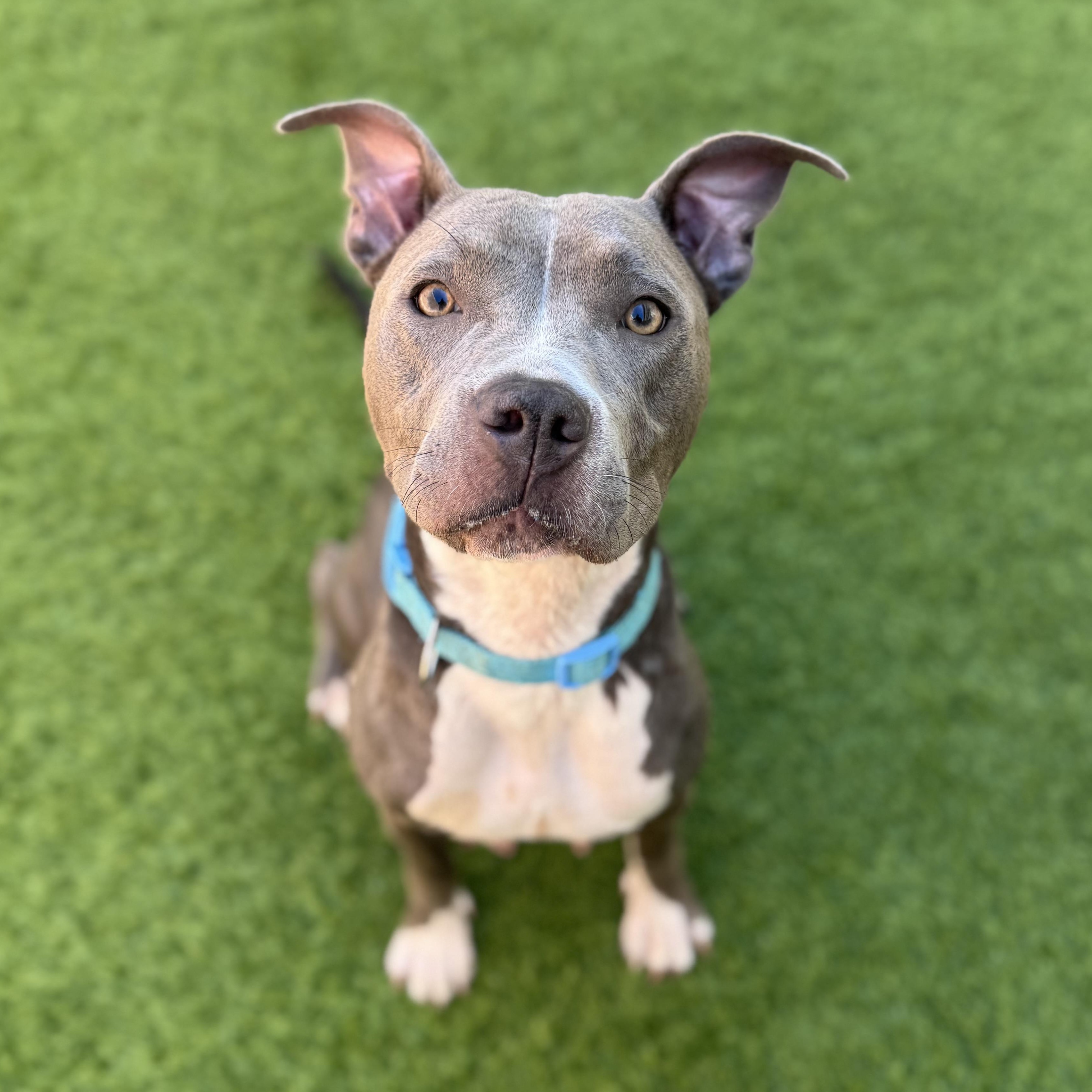 Enlarge Remi, a Adopted Mixed Breed in Henderson, NV image 2/3