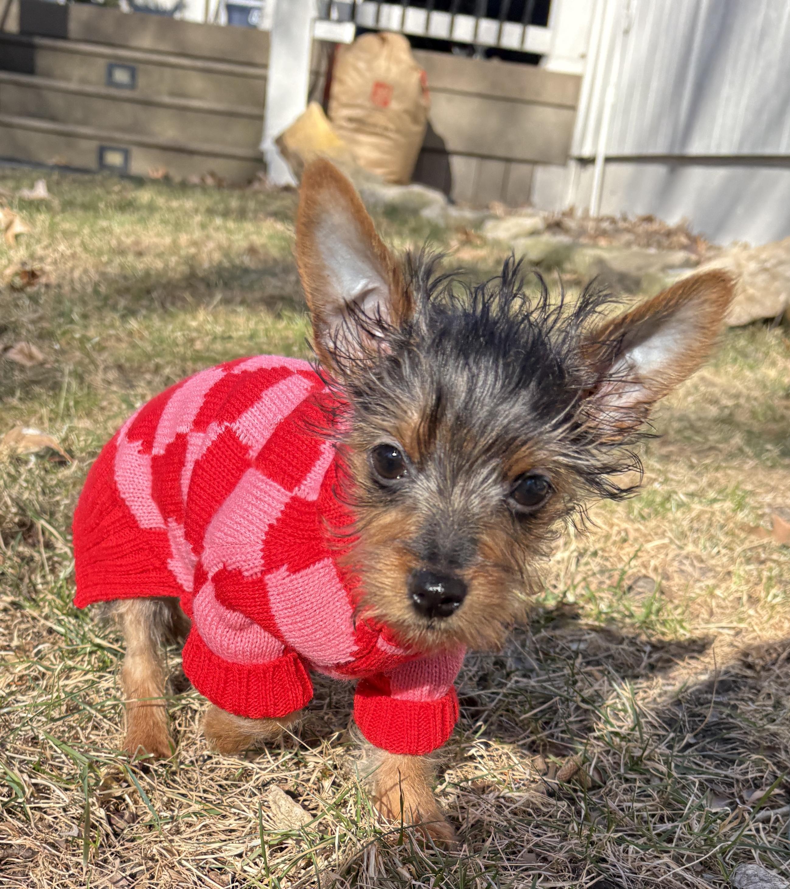 Pippi, ADOPTABLE, Puppy Female Yorkshire Terrier.