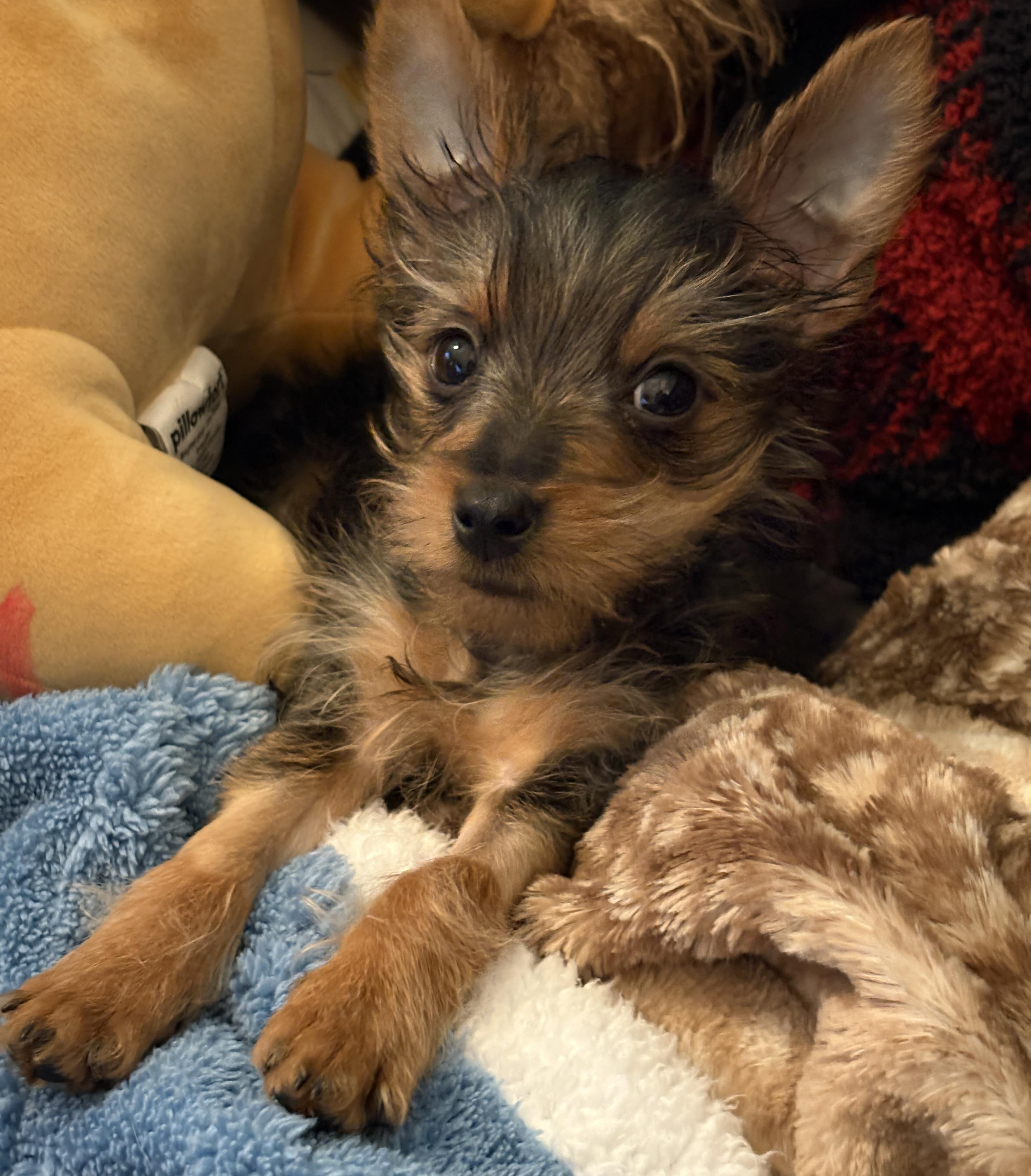 Enlarge Pippi, a ADOPTABLE Yorkshire Terrier in Overland Park, KS image 2/3