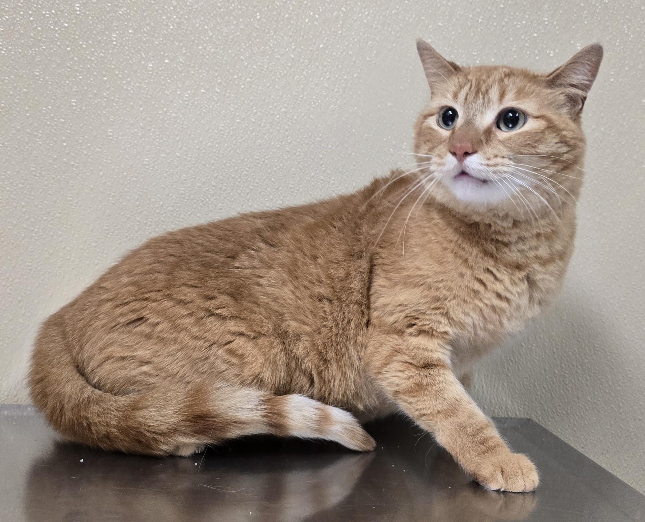 Enlarge Tigger, a ADOPTABLE mixed breed in Brainerd, MN image 1/1